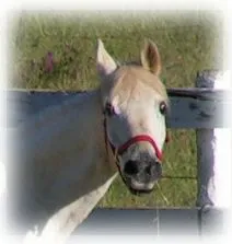 horse rescue
