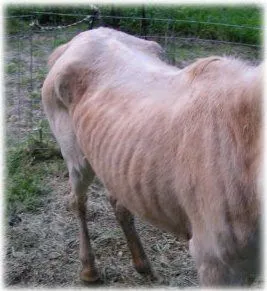 horse rescue