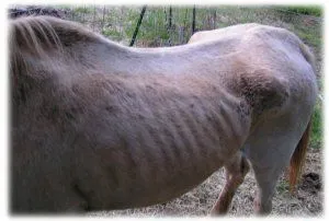 horse rescue