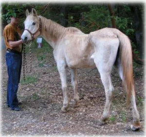 horse rescue