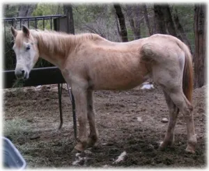 horse rescue
