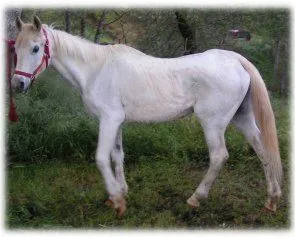 horse rescue