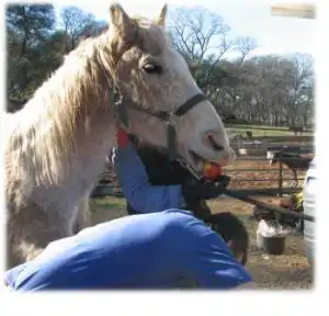 horse rescue