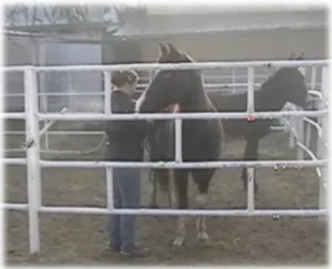 horse rescue