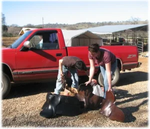 horse rescue
