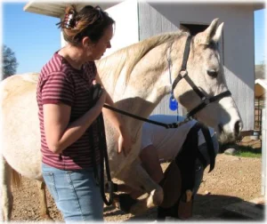 horse rescue