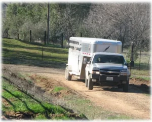 horse rescue