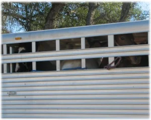 horse rescue