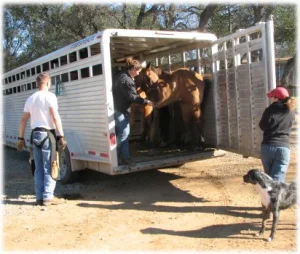 horse rescue