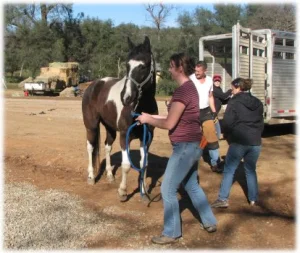 horse rescue