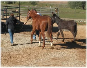horse rescue