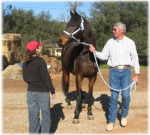 horse rescue