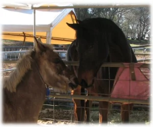 horse rescue