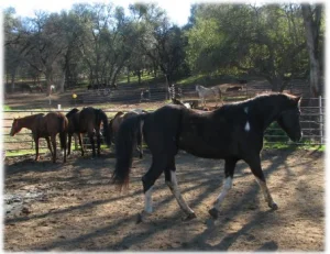 horse rescue