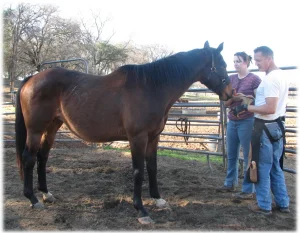 horse rescue