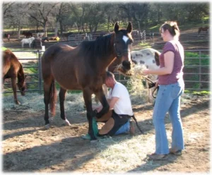 horse rescue