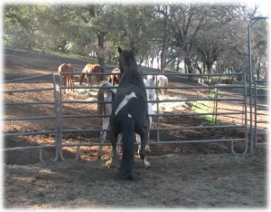 horse rescue