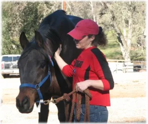 horse rescue