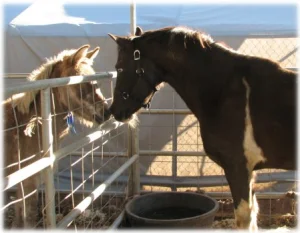 horse rescue