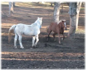 horse rescue