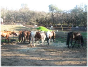 horse rescue