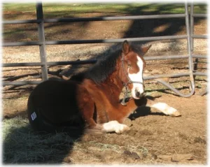 horse rescue
