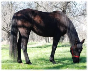 horse rescue