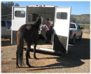 horse rescue