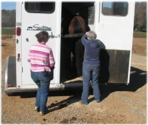 horse rescue