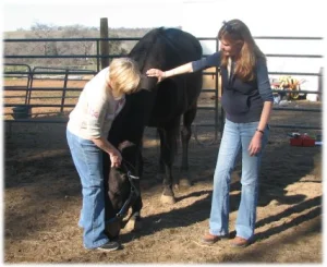 horse rescue