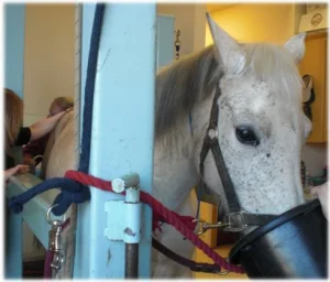 horse rescue