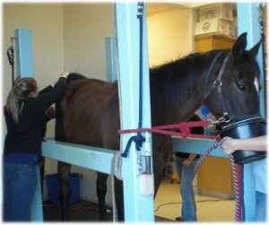 horse rescue