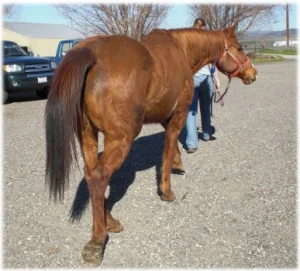 horse rescue