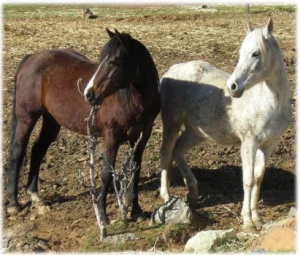 horse rescue