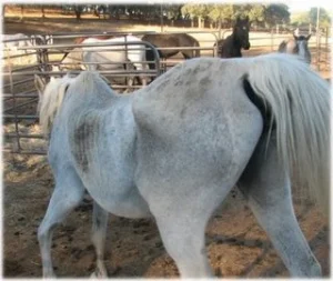 horse rescue