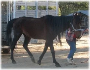 horse rescue