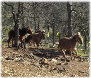 horse rescue