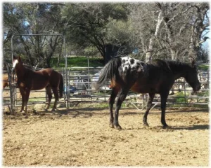 horse rescue