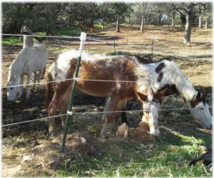 horse rescue