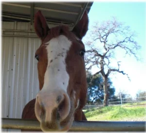 horse rescue