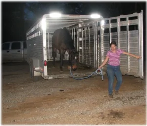 horse rescue