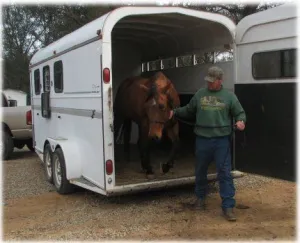 horse rescue
