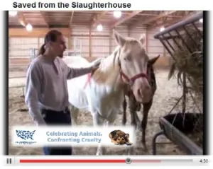 horse rescue