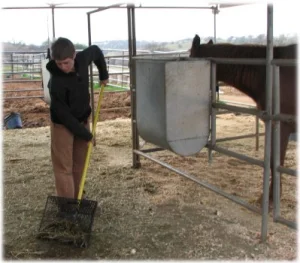 horse rescue