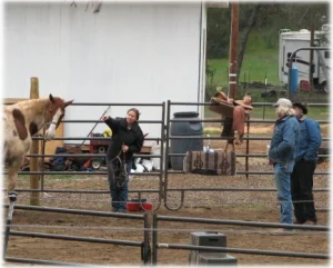 horse rescue