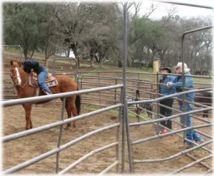 horse rescue