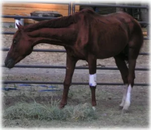 horse rescue