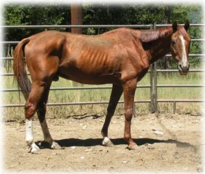 horse rescue