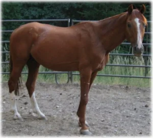 horse rescue