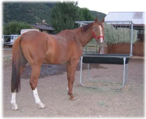 horse rescue